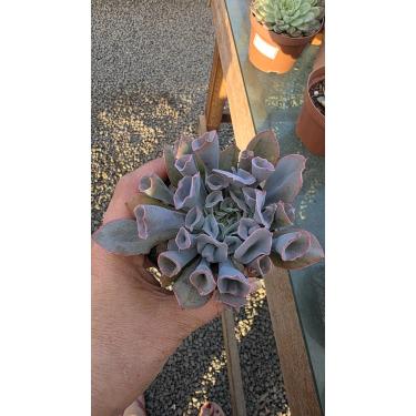 Imagem de Planta Suculenta Echeveria Pink Trumpet