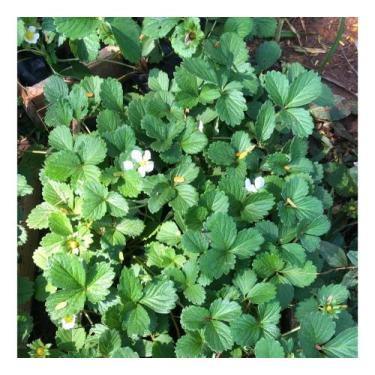 Imagem de 10 Mudas de Morango Planta NATURAL - GREEN HOUSE