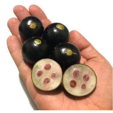 Imagem de Muda de Jabuticaba Olho de Boi - no-brand