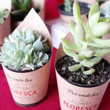 Imagem de Dueto de Mini Suculentas - Velingholambra