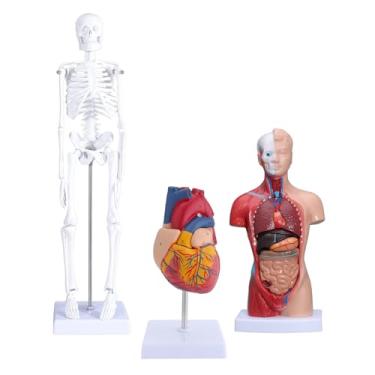 Imagem de Fafeicy Kit de Modelo de Corpo Humano, Torso Destacável Em Pvc e Modelo de Esqueleto para Educação Médica e Finalidade de Ensino 26cm 45cm