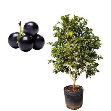 Imagem de Muda De Jabuticaba Hibrida Bem Desenvolvida - Prestes A Produzir