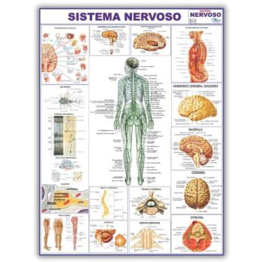 Imagem de Mapa Sistema Nervoso Do Corpo Humano 120x90 Cm - Medicina - Enfermagem