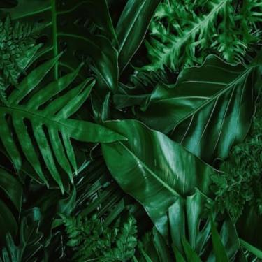 Imagem de Quadro Decorativo de Estampa Background com Folhagem Tropical Verde Escura para Decoração Moderna 40x40cm