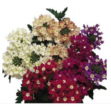 Imagem de 50 Sementes De Verbena Grandiflora Sortida - SEEDS