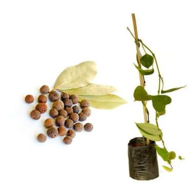 Imagem de Muda de Pimenta do Reino 20 a 40cm AMK - Plantas Online - AMK Jardinag