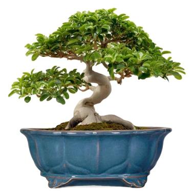 Imagem de Teagas Vasos de bonsai 33,5 cm - Vasos de cerâmica para suculentas com orifício de drenagem, vaso decorativo para uso interno, grande, externo, vaso de flores moderno para casa, oval, jardim