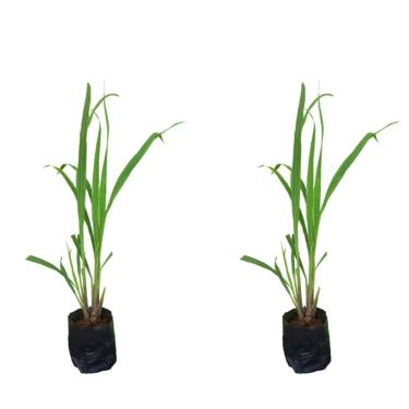 Imagem de Kit 2 Mudas Citronela Planta Contra Mosquitos Insetos Manual