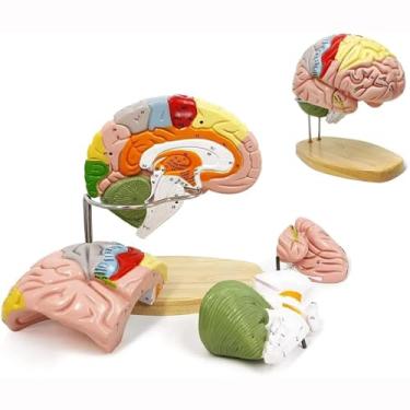 Imagem de Modelo de cérebro humano para ensino de neurociência com rótulos modelo de anatomia 2 vezes tamanho real córtex cerebral nervo