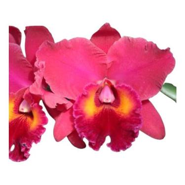 Imagem de 1 Muda De Orquidea Blc Edisto X Pot. Red Crab Jovem Saudável - docel@r