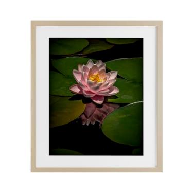 Imagem de Stupell Industries Impressão emoldurada de bétula de lótus rosa entre as almofadas de lírio, design de Phillip Flowers, 53 x 43 cm