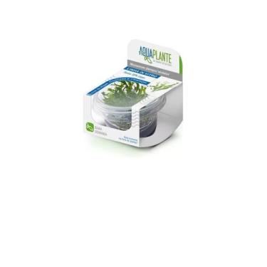 Imagem de Microsorum Pteropus (windelov) Aquaplante