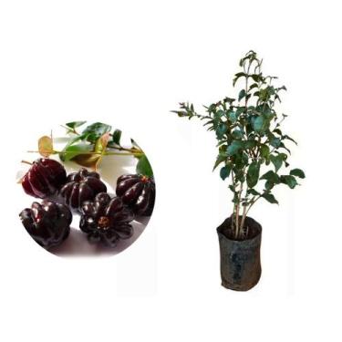 Imagem de Muda de Pitanga Negra 50 a 80cm AMK - Plantas Online - AMK Jardinagem 