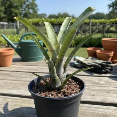 Imagem de Bromélia Neoregelia Pauciflora - Planta Adulta com Coroa - Orquidário