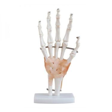 Imagem de Articulação da Mão 19cm de Altura com Ligamentos Coleman