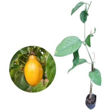 Imagem de Muda de Maracujá Doce - Koch