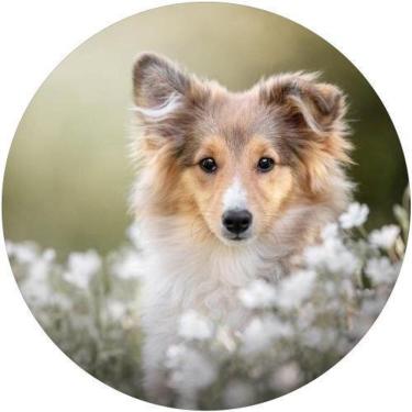 Imagem de Capa De Estepe Ecosport Aircross Pastor De Shetland