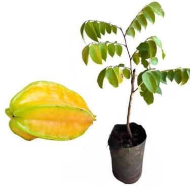 Imagem de Muda de Carambola Azeda 20 a 40cm AMK - Plantas Online - AMK Jardinage