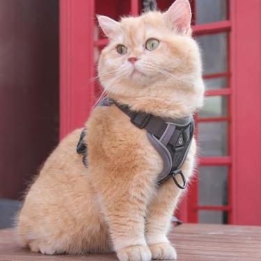 Imagem de Peitoral e coleira cinza pequeno para gatos, jaqueta de malha respirável macia e ajustável, filhote de gatinho para passear ao ar livre