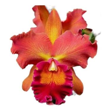Imagem de 1 Muda De Orquidea Pot Helga Margareth Gray Jovem E Linda! - docel@r