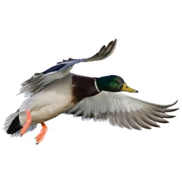 Imagem de Mossy Oak Graphics (23035-C) 'Mallard Drake Landing Right' Recortes para ambientes internos