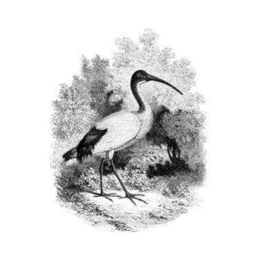 Imagem de e.x.o.b.o | Notizbücher: Umfangreiches und exotisches Blanko-Journal mit einzigartiger Vintage-Handzeichnung (Ibis)