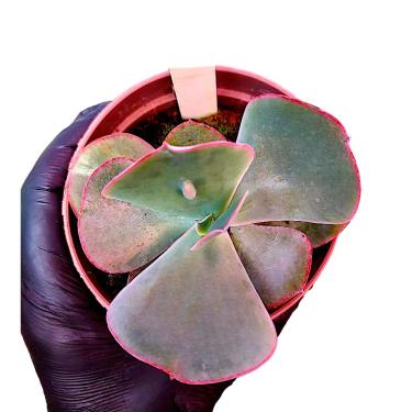 Imagem de Muda Echeveria Gibbiflora Dragonas Verrugas