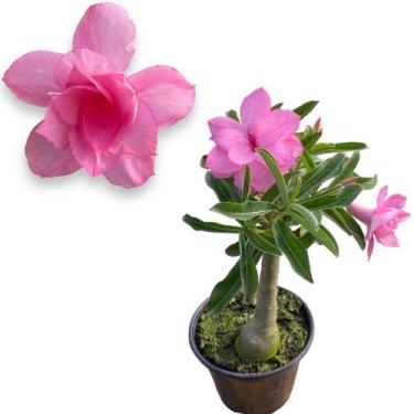 Imagem de Rosa Do Deserto Coleção Patuma Muda Linda Top Casa E Jardim - TA NA MÃ