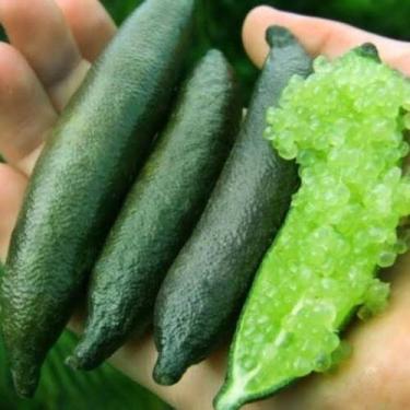 Imagem de Limão caviar - Limão caviar , M