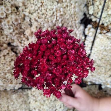 Imagem de Kit 1.600 Flores Sempre-Vivas Tipo 1 Extra | Flores Secas Naturais p/ Decoração, Arranjos e Presentes | Buquês Premium | Oferta Especial(Marsala)