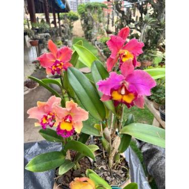 Imagem de Orquídea Com Flor Adulta Varias Cores A Sua Escolha Top Line - doce l@