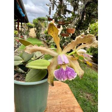 Imagem de Orquídea Cattleya Schileriana Coerulea Adulta Vaso Inteiro - docel@r