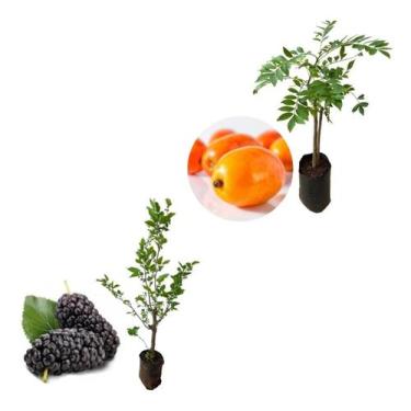 Imagem de Kit 2 Mudas - 1 Seriguela + 1 Amora Italiana Gigante - AMK - Jardinage