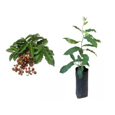 Imagem de Muda de Espinheira Santa 20 a 40cm AMK - Plantas Online - AMK Jardinag