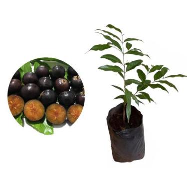 Imagem de Muda de Cereja De Madagascar 20 a 40cm AMK - Plantas Online - AMK Jard