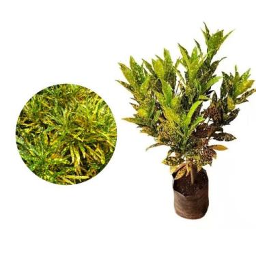Imagem de Muda de Croton Brasileirinho 20 a 40cm AMK - Plantas Online - AMK Jard
