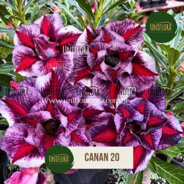 Imagem de Enxerto rosa do deserto tons exóticos flor dobrada canan 20 - UNIFLORA