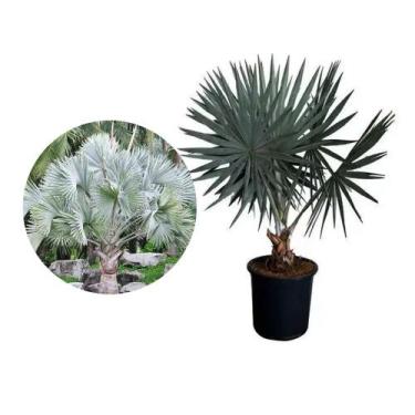 Imagem de Muda de Palmeira Bismarckia 20 a 40cm AMK - Plantas Online - AMK Jardi