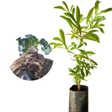 Imagem de Muda de Peroba Rosa 20 a 40cm AMK - Plantas Online - AMK Jardinagem e 