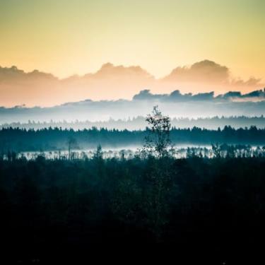 Imagem de Quadro Decorativo Silhueta de Árvores e Plantas – Arte de Parede Moderna para Decoração Tamanho 50x50cm