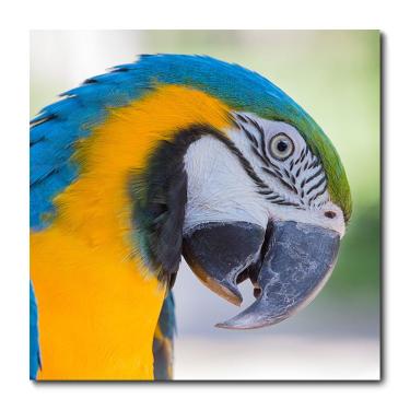 Imagem de Placa Decorativa - Arara - 1178