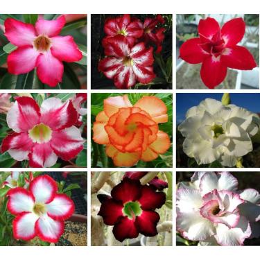 Imagem de 10 Sementes de Rosas do Deserto triplas, duplas e simples (Adenium obesum) Sortidas Kit nº 7