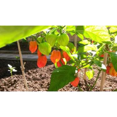 Imagem de Muda de Pimenta Habanero Red - Pimenta Severino's