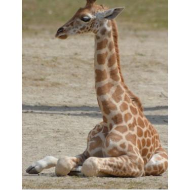 Imagem de Caderno de girafa bebê: caderno de animais de girafa bebê (diário de redação) (21,5 x 28 cm grande): Volume 5