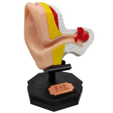 Imagem de Ouvido Modelo Anatômico Externo Interno com Suporte Orelha Estudo 3D -