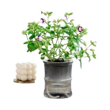 Imagem de Vaso De Flores Hidropônico Transparente De Plástico De Dupla Camada Co