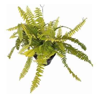 Imagem de Samambaia Ouro - Nephrolepis Exaltata Gold - Planta Natural