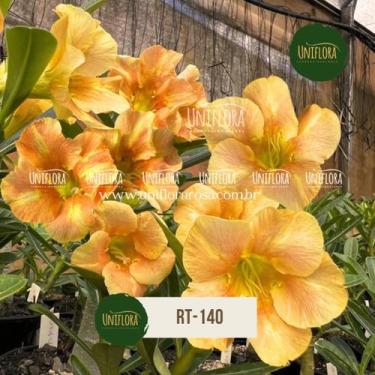 Imagem de Enxerto de rosa do deserto laranjada simples rt140 - UNIFLORA