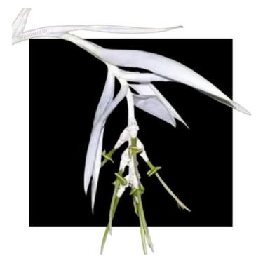 Imagem de Bromelia Bilbergia Zebrina - Alba - Muda - orquidario DF