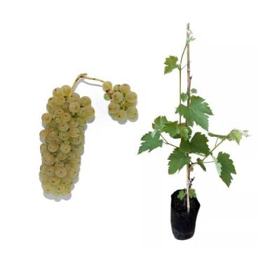 Imagem de Muda de Uva Itália 50 a 80cm AMK - Plantas Online - AMK Jardinagem e P
